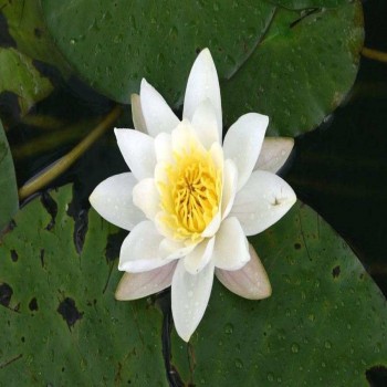 White Waterlily (Nymphaea Alba L.)